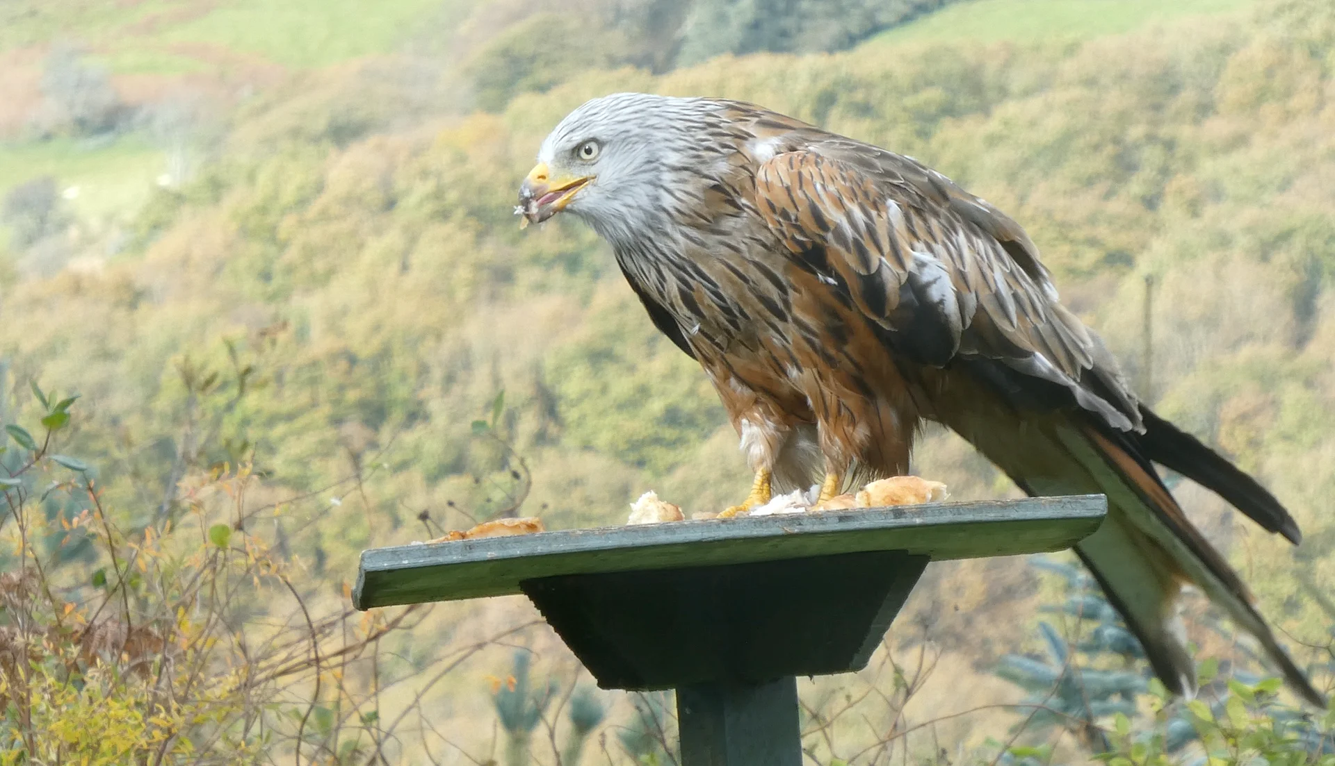 Red Kite Feeding product image (1)
