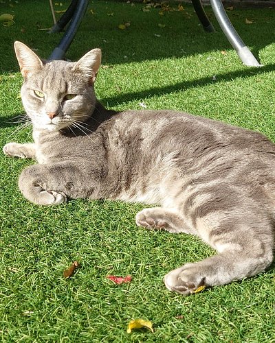 Sunbathing kitties this #caturday ☀️