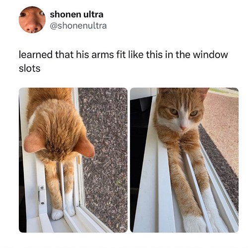 if you don’t meow back at cats are you even a cat person
