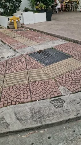 This Rat Was Thinking Before Jumping... 🐀🇲🇾

Even This Kuala Lumpur Rat Was Being Careful...

While walking around Kuala Lump...
