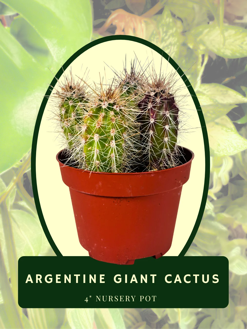 Argentine Giant Cactus product image (1)