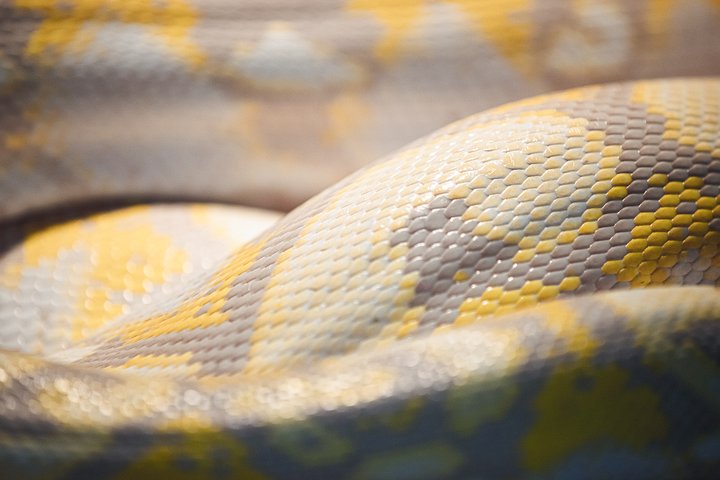 Albino Reticulated Python Scales product image (1)