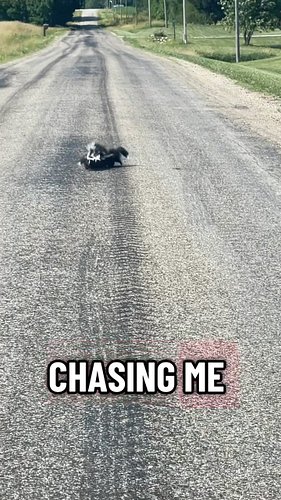 #skunk
