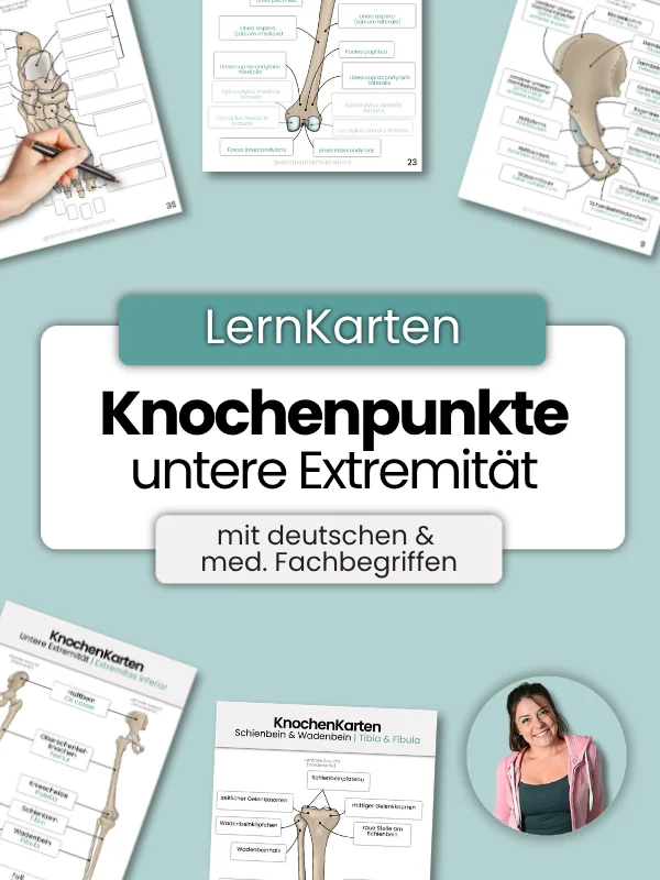 LernKarten 'Knochenpunkte untere Extremität' product image (1)