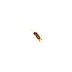 Sticky Bugs - Earwig