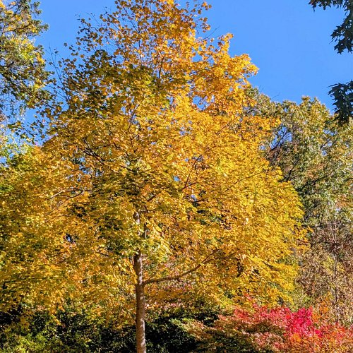 My favorite tree🎃