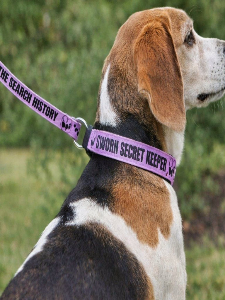 Sworn Secret Keeper Dog Collar & Leash Set product image (6)