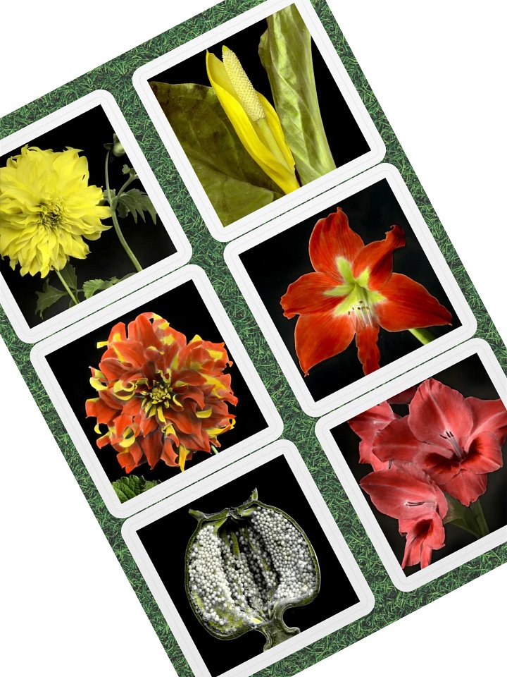 6 fleurs de William Copeland McCalla • planche A5 product image (1)