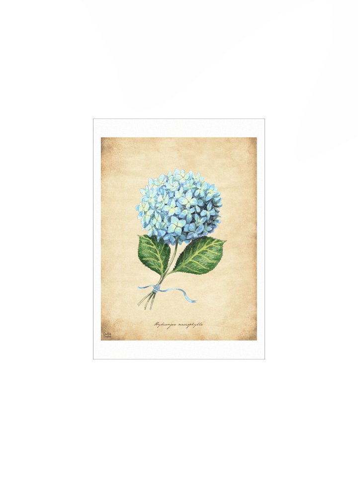 Hydrangea - Art Print product image (3)