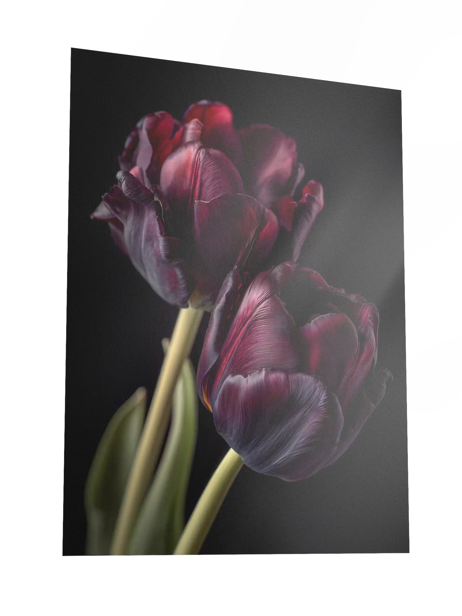 Tulips After Dusk III — Carmine Duet Fine Art Print product image (3)