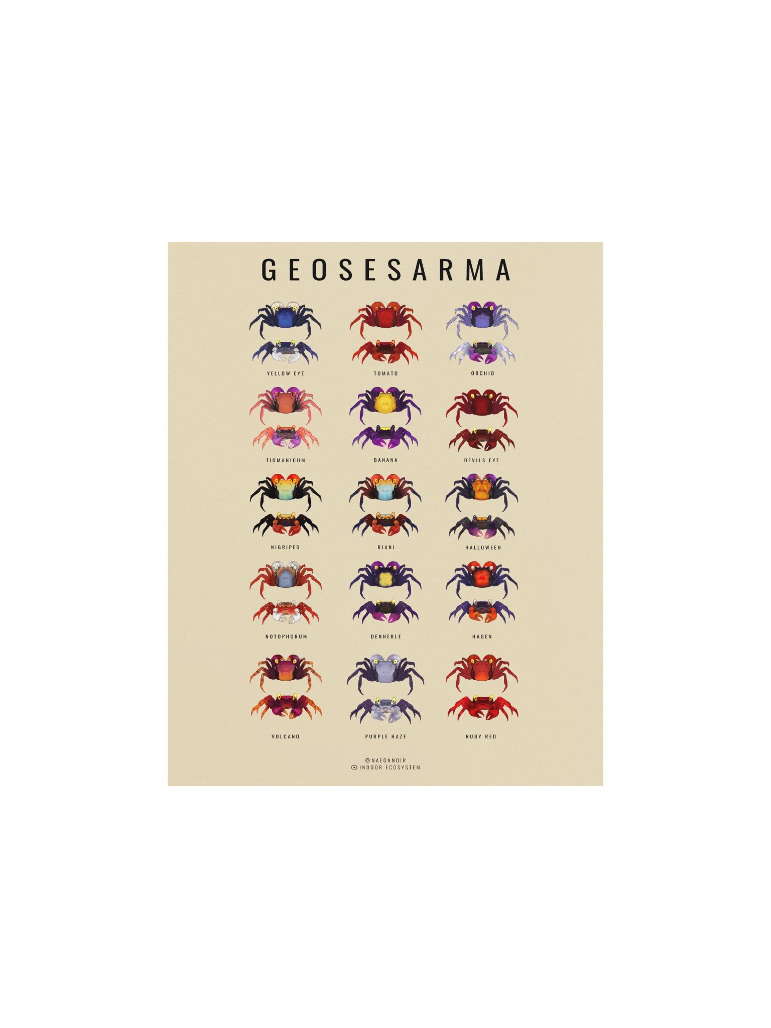GEOSESARMA VAMPIRE CRAB POSTER (CREAM) product image (1)