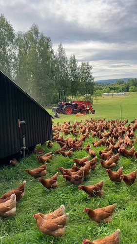 Best #pasturedeggs in the land…