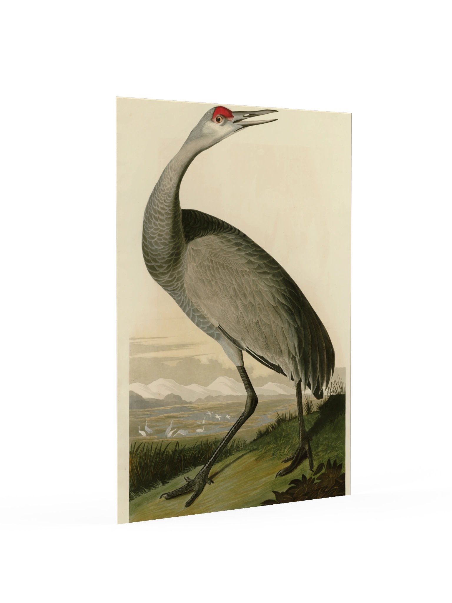 Hooping Crane, Plate 261 – Audubon Poster product image (2)