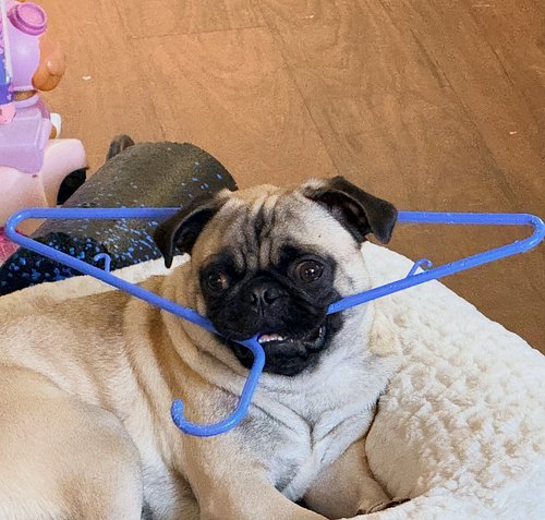 Rocky the Pug #pug