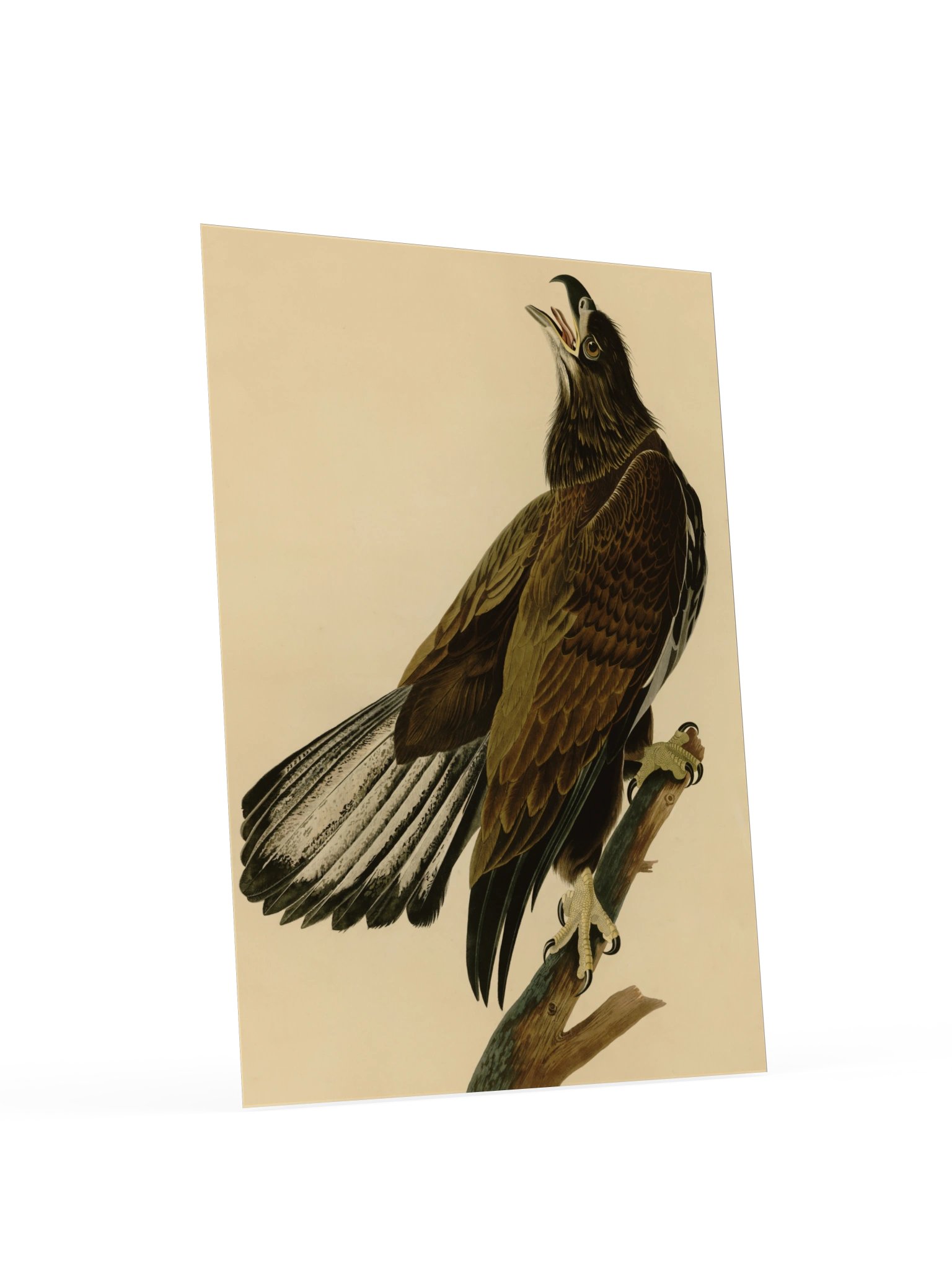 White-headed Eagle, Plate 126 – Audubon Poster product image (4)