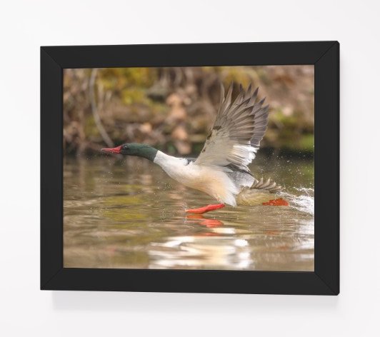 Gliding Merganser product image (61)