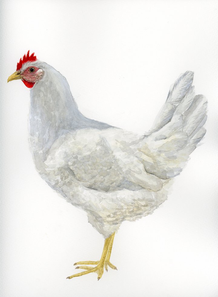 Lady - ORIGINAL product image (1)