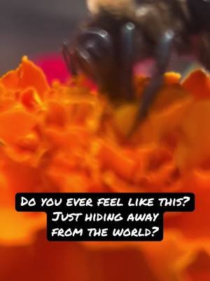 We all have those days, even carpenter bee’s apparently 🤪 learn to smell the flowers and live life! #carpenterbees #pollinators #beesarecool #live #smelltheflowers 