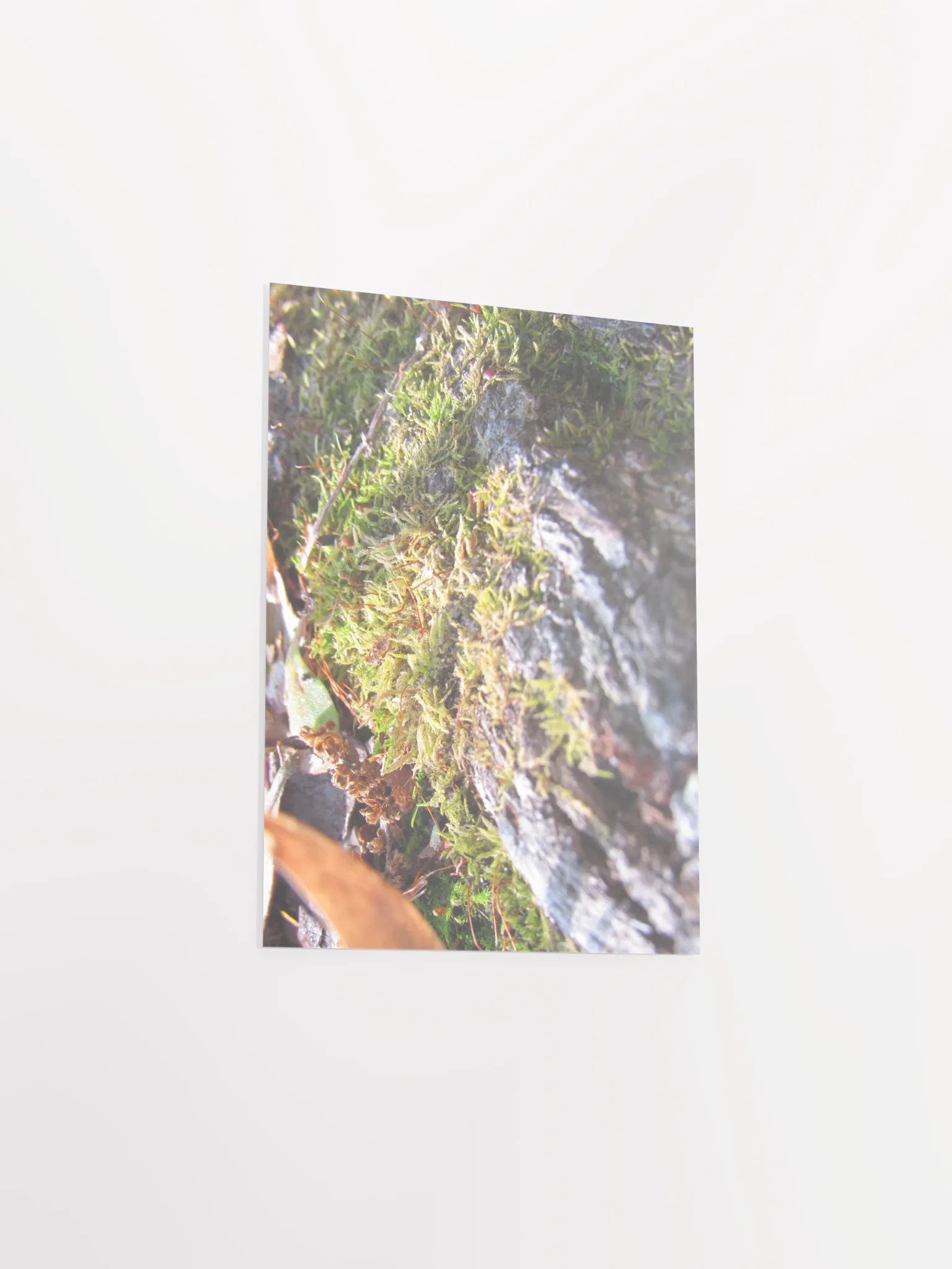 Forest Skin product image (33)