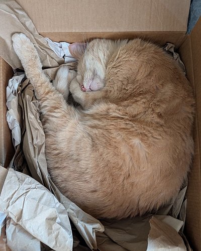 Nothing like a Caturday spent in a paper-filled cardboard box. Hope everyone had a great day!