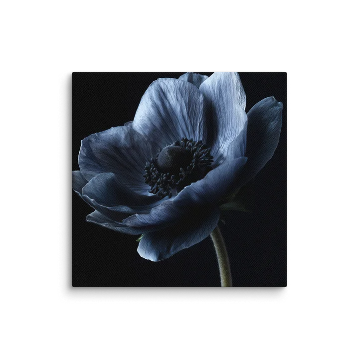Black Field | Nocturne Anemone IV - Canvas product image (1)