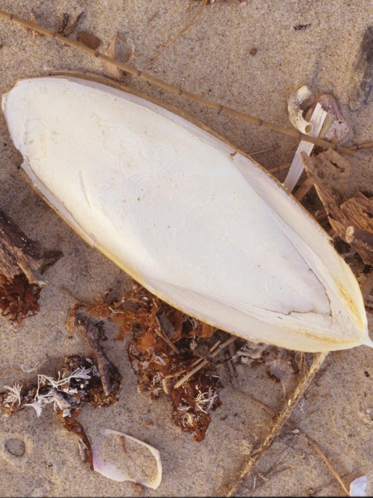 Cuttlebone product image (10)