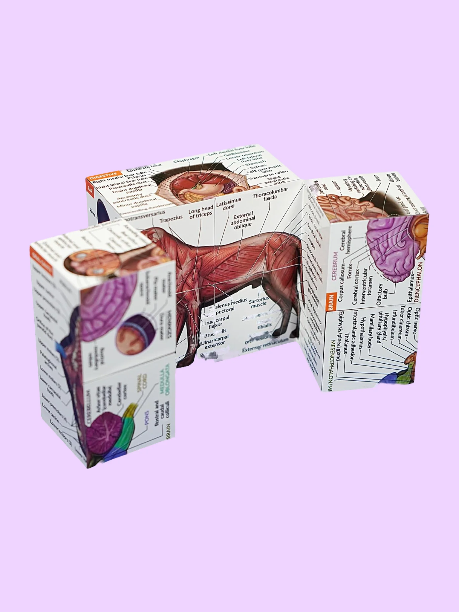 Anatomy Study Cubes (Feline, Canine & Human) product image (9)