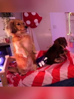 they're so strange 😭 #dachshund #dog #dogsoftiktok #cutedog #puppy #pea #fyp