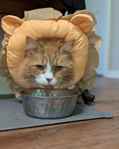 Lion in the house! 🦁 #cat #catlovers #kitty #kittygram #emotionalsupport #catlife
