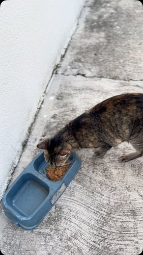 Feeding one of our neighborhood kitties. 

#chicathedoberman #neighborhoodkitty #catsareawesome #tnr