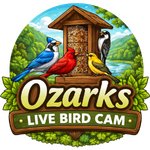 Ozark Live Bird Cam Shop