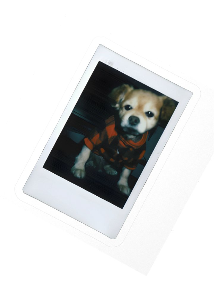 Polaroid D Sticker product image (2)