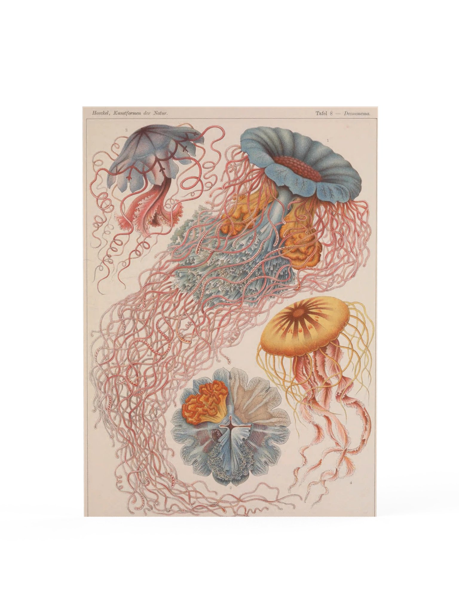 Discomedusae, Plate 8 – Haeckel Poster product image (1)