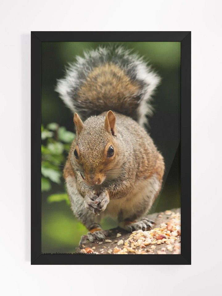 Squirrel Framed Matte Finish Prints product image (1)