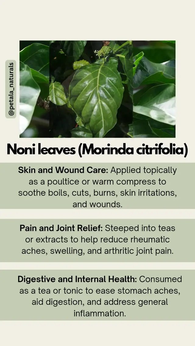 While the noni fruit gets all the attention, the leaves have been used for generations in traditional medicine! From soothing skin irritations and wound care to helping with joint aches, this plant is packed with antioxidants.