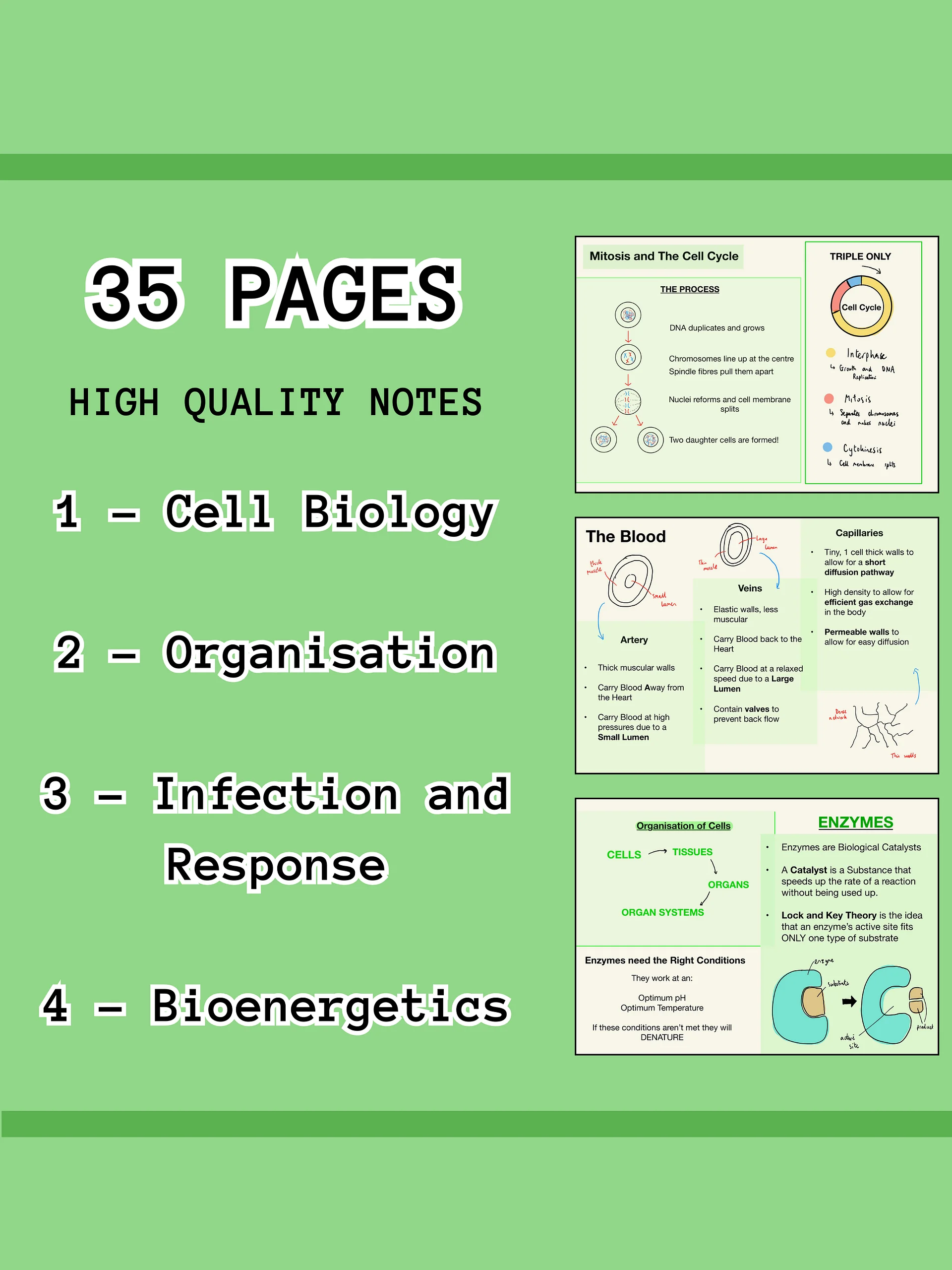 AQA GCSE Biology Paper 2 Revision Notes (25 Pages) | Revision Made Easy product image (2)