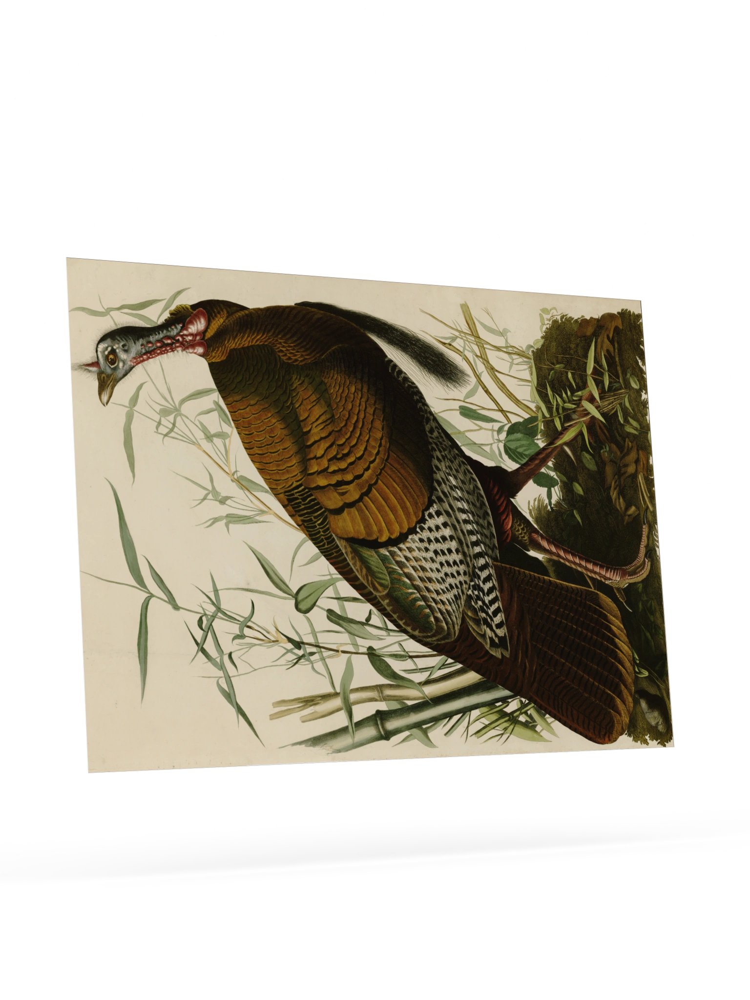 Wild Turkey, Plate 1 – Audubon Poster product image (9)