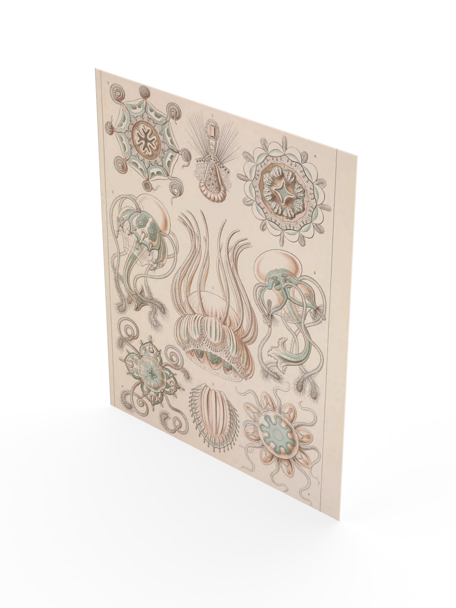 Narcomedusae, Plate 16 – Haeckel Poster product image (3)