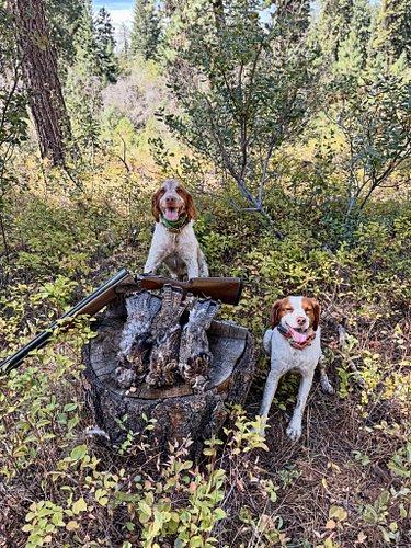 Yesterday was our first hunt of the season. I intended to hike to the ridge tops in search of blues, but I’m a little under t...