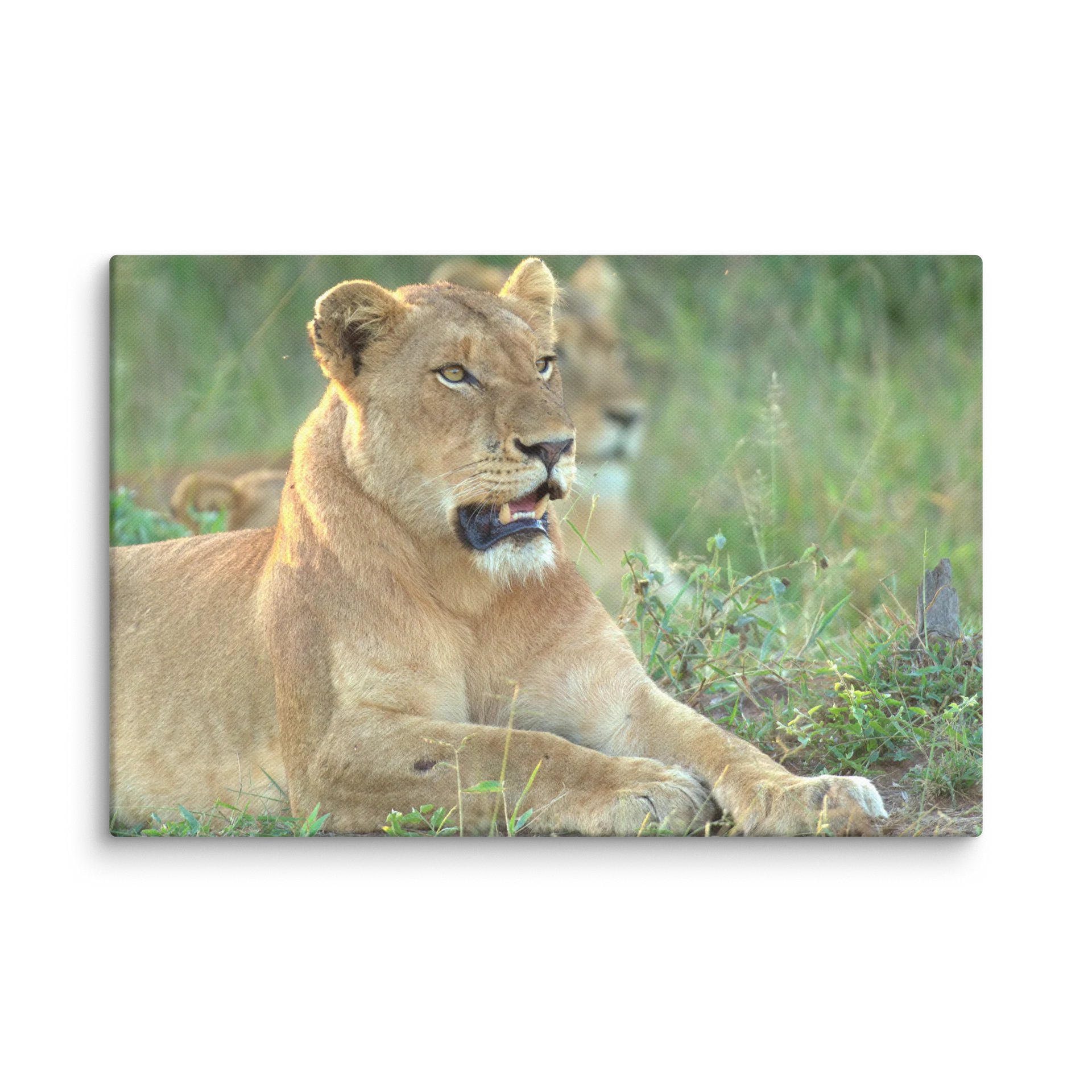 Lioness Focus product image (1)