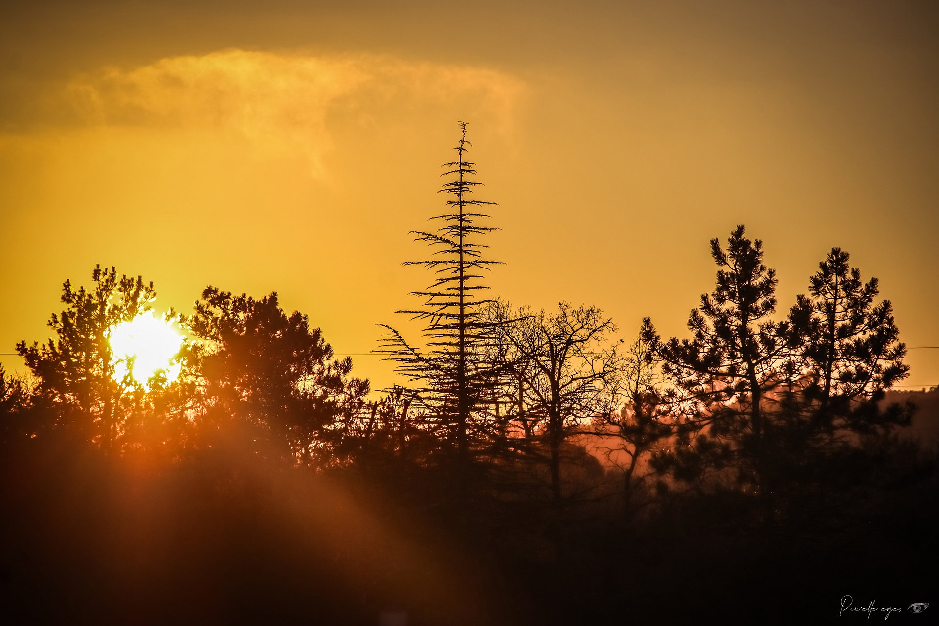 Fine Art - Golden Hour Over the Silent Forest product image (1)