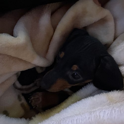 My little television watching buddy.