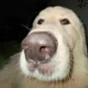 PenudBudr