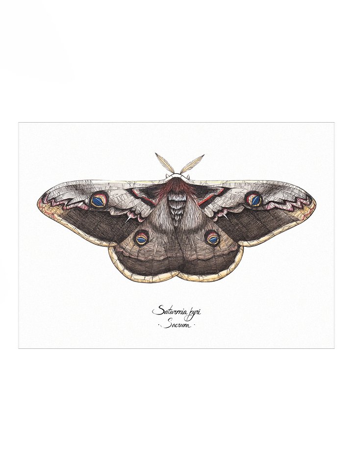Saturnia Pyri • Print product image (1)