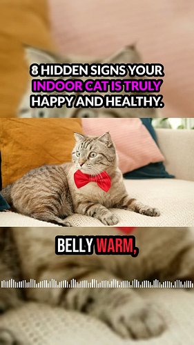 8 hidden signs your indoor cat is truly happy and healthy #cats #catlovers #catfacts #catmom #catbehavior