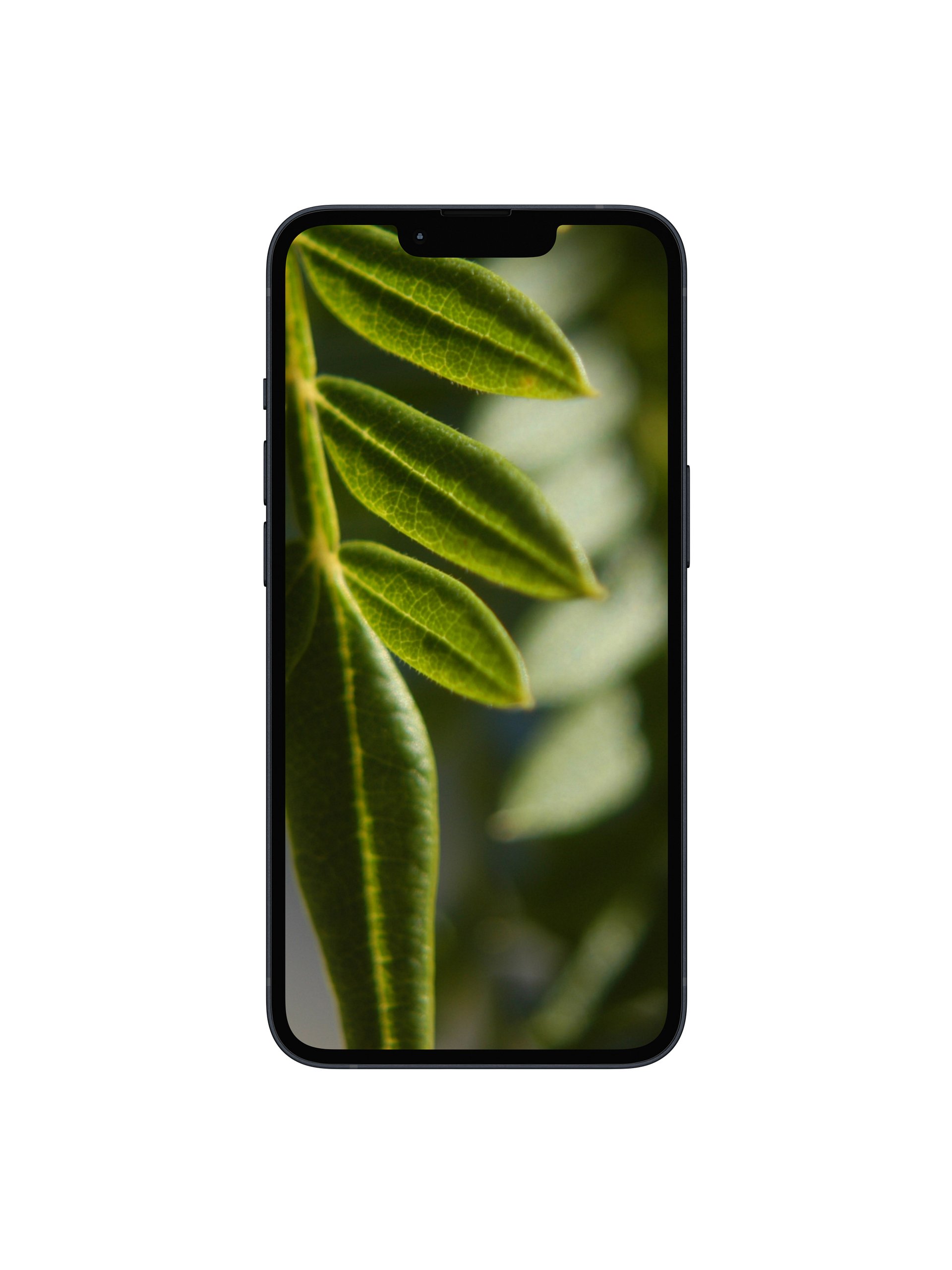 Jacaranda Leaves Digital Wallpaper Set product image (1)