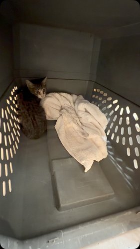 Late night kitty rescue. 

#chicathedoberman #kitten #catrescue #tnrsaveslives @stardustkittenclub