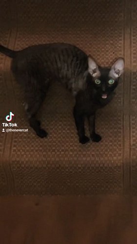 Please do not the cat.