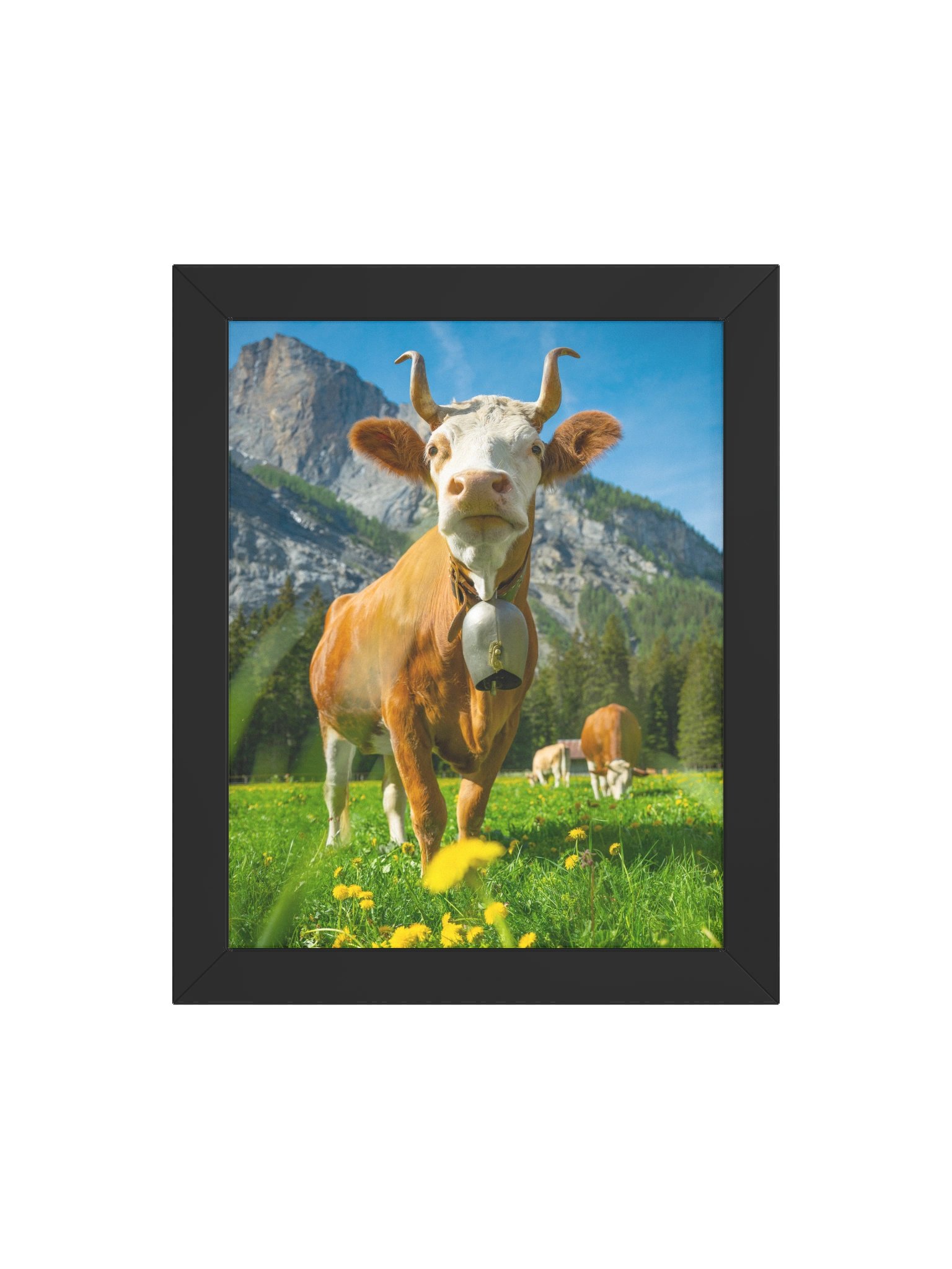 Simmentaler Cow (original swiss breed) product image (59)