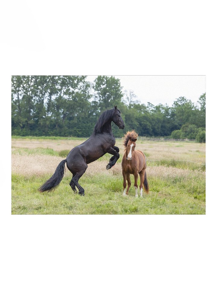Teije Rein & Rising Star product image (1)